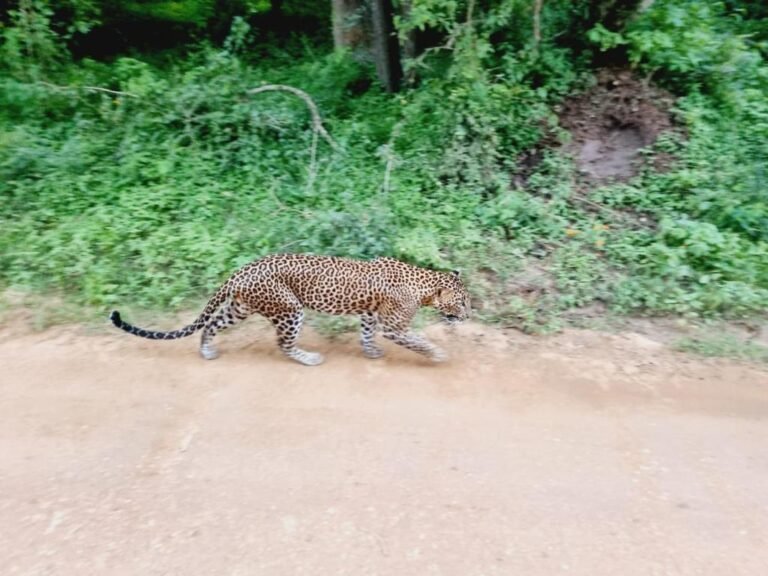 Animal